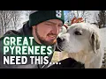 Your Great Pyrenees Needs This make sure you get it for them