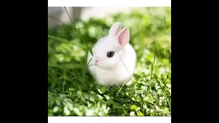 خلفيات أرنب كيوت  دندنها