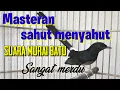 Suara murai batu merdu.untuk masteran ampuh.