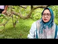 Download Lagu KEBON BELIMBING YANG BANYAK BUAHNYA | MELIHAT SAAT MEMANENYA