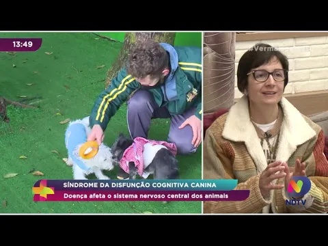 Síndrome da Disfunção Cognitiva Canina: doença afeta o sistema nervoso central dos animais