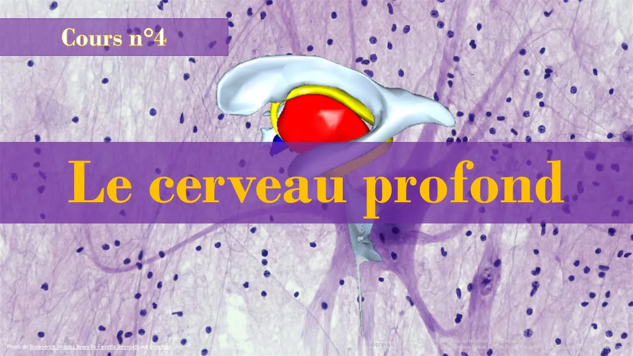 Neuropsychologie - Cours n°4 : Le cerveau profond