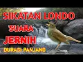 Download Lagu masteran sikatan londo suara jernih durasi panjang