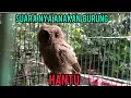 Download Lagu suara anakan burung hantu