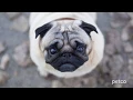 Affordable Pet Care Petco