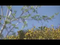 Pollen Season 2026 What the experts expect with Spring allergies in full swing