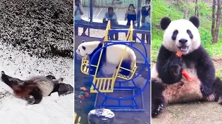 Ozzy Man Reviews PANDAS Part 3