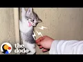 Spicy Little Kitten Turns Out To Be The Snuggliest Goofball | The Dodo