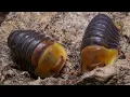 VERY RARE Exploring the World of Rubber Ducky Isopods - Cubaris sp