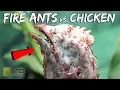 Download Lagu I Gave My Fire Ants A Chicken Head