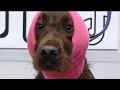 Is this the most beautiful dog in the world