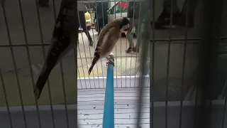 تغريد الخلوي المدية   دندنها