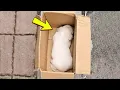 Het trillende puppy werd achtergelaten in een kartonnen doos, totdat een man het kwam redden.