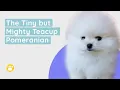 Get To Know the Tiny but Mighty Teacup Pomeranian History Size and Appearance Temperament