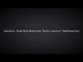 Buat Apa Mencoba - Lalahuta (laleilmanino demo)