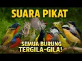 Download Lagu SUARA BURCIL RIBUT || SUARA PIKAT SOGON || SUARA PIKAT SOGON  TERBARU