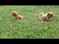 Cockapoo Puppies For Sale