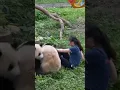 Pandas MAUL zookeeper in front of terrified onlookers