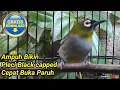 TERAPI PLECI PAPUA
