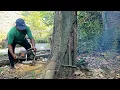 Tebang Pohon Nangka ‼️Antisipasi Angin Kencang -STIHL