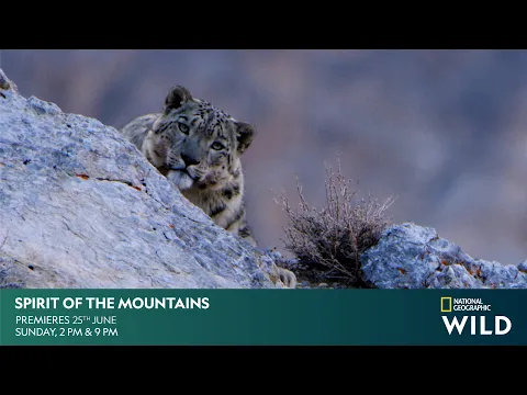 Spirit of the Mountains | DOCUMENTARY | #NatGeoWild