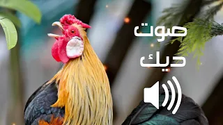 صوت ديك في الصباح جميل جدا 
