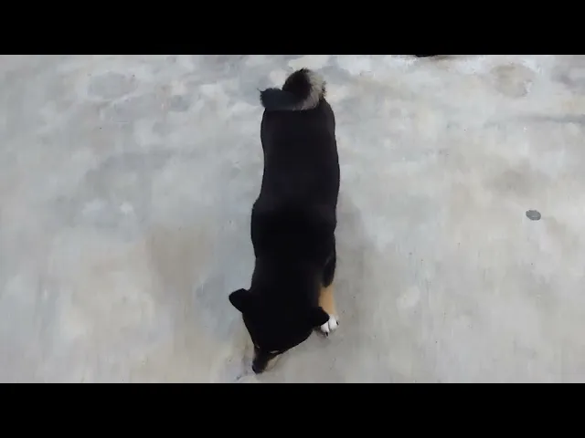 動画