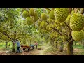 Download Lagu How Farmers Harvest Durians | Amazing Durian Harvesting and Processing