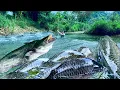 Download Lagu Traditional Fishing Skills - Single Mother Catches Giant Fish with Bamboo Stick
