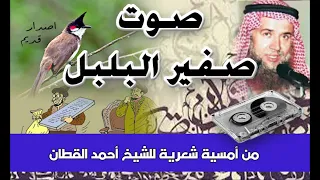 صوت صفير البلبل الشيخ احمد القطان دندنها