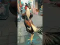 Download Lagu Ayam Wido Jalak Emas (Mangon x Bangkok)