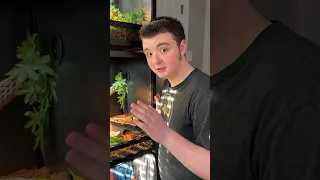 لا مزيد من الخوف       شورت  ثعبان دندنها