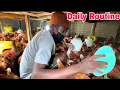 Download Lagu Can I quit YouTube for Chicken farm?