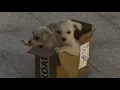 Download Lagu Twee verlaten puppy's vinden een thuis - Van angst naar vreugde