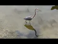 Tricolored Heron Near 2nd Heron in Lake Jesup Both Alligators Moved Unexpectedly at Overlook Park