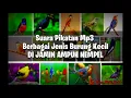 Download Lagu SUARA PIKAT BURUNG LIAR🕊 Terbaru 2021 SEMUA JENIS BURUNG KECIL - Di Jamin Ampuh Nempel Pulut