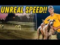World s Fastest Dogs Race Head-to-Head