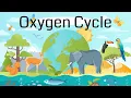 The Oxygen Cycle Explained