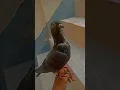 Download Lagu hand time Bans 🦅🦅🐯