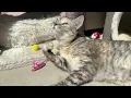 "good morning mum!" Watch These Adorable Cats Wake Up In The Sunshine