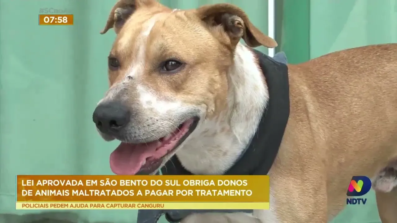 Lei aprovada em São Bento do Sul obriga donos de animais maltratados a pagar por tratamento
