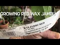 Download Lagu WAX JAMBU FRUIT TREE | CONTAINER GROWN | CALIFORNIA Z9b | UNBOXING | BEST POTTING SOIL | JAVA APPLE