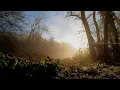 4K Deep Forest - 4 Hours  Birdsong - Robin & Blackbird Singing - Relaxing Nature Ambiance