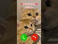 Download Lagu mY ShoNa CallinG 😍 Mi telephone ringtone 🐾📞 #calling #calls #ringtone #cats