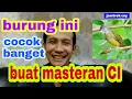 Download Lagu masteran cucak ijo tembakan kasar yang gampang masuk
