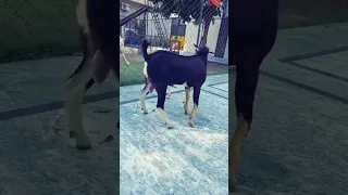 Pahalwan Breeder Goat Ma Vs Fe Shortyoutub 