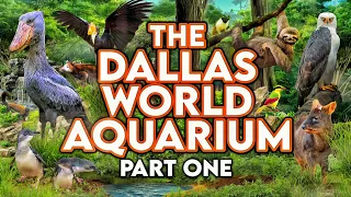 Zoo Tours The Dallas World Aquarium PART ONE