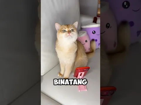 Kucing Kena Tipu Kebun Binatang Palsu! 🐱