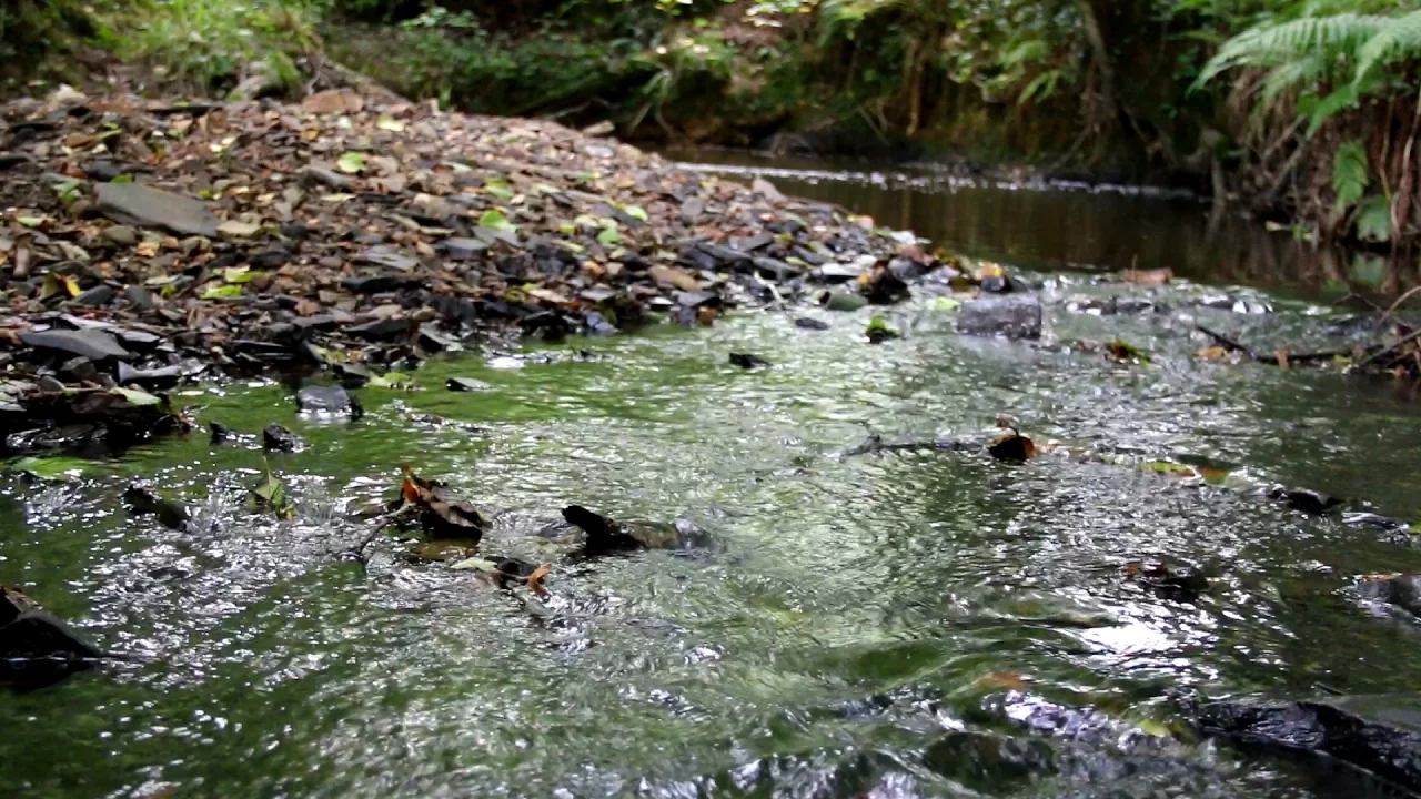 Sound of a stream | 1 hour gentle stream | Babbling brook Sound of a stream | 1 hour gentle stream | Babbling brook