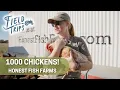 Download Lagu 1000 Chickens with Honest Fish Farms | Field Trips